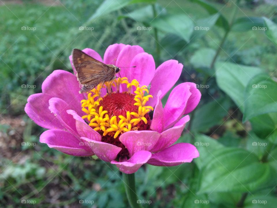 Flower. Butterfly on a flower.