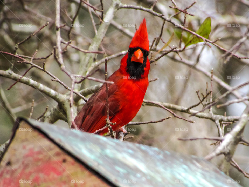 red cardinal bird looking at camera outdoors