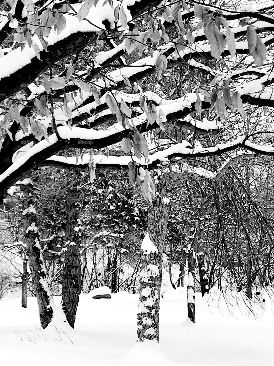 Beech trees in winter