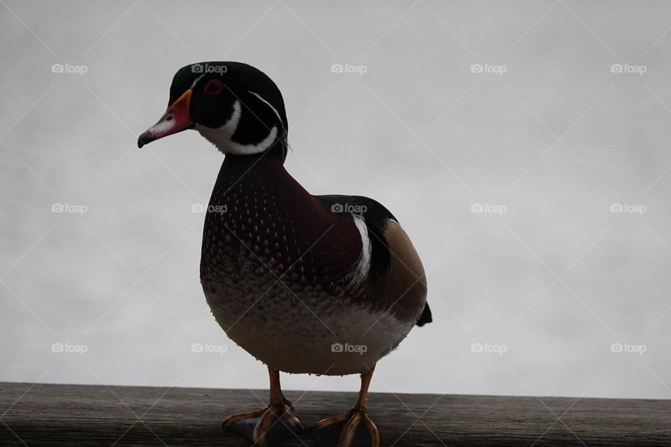 Duck 
