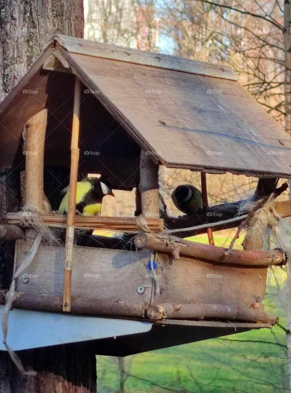 Autumn.  Human and nature.  A  feeder in which two tits eat