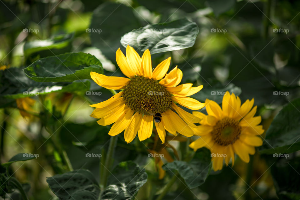 sunflowers bees and bumblebees