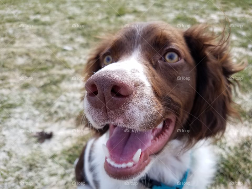 Sitting for pictures is hard work when you are a dog