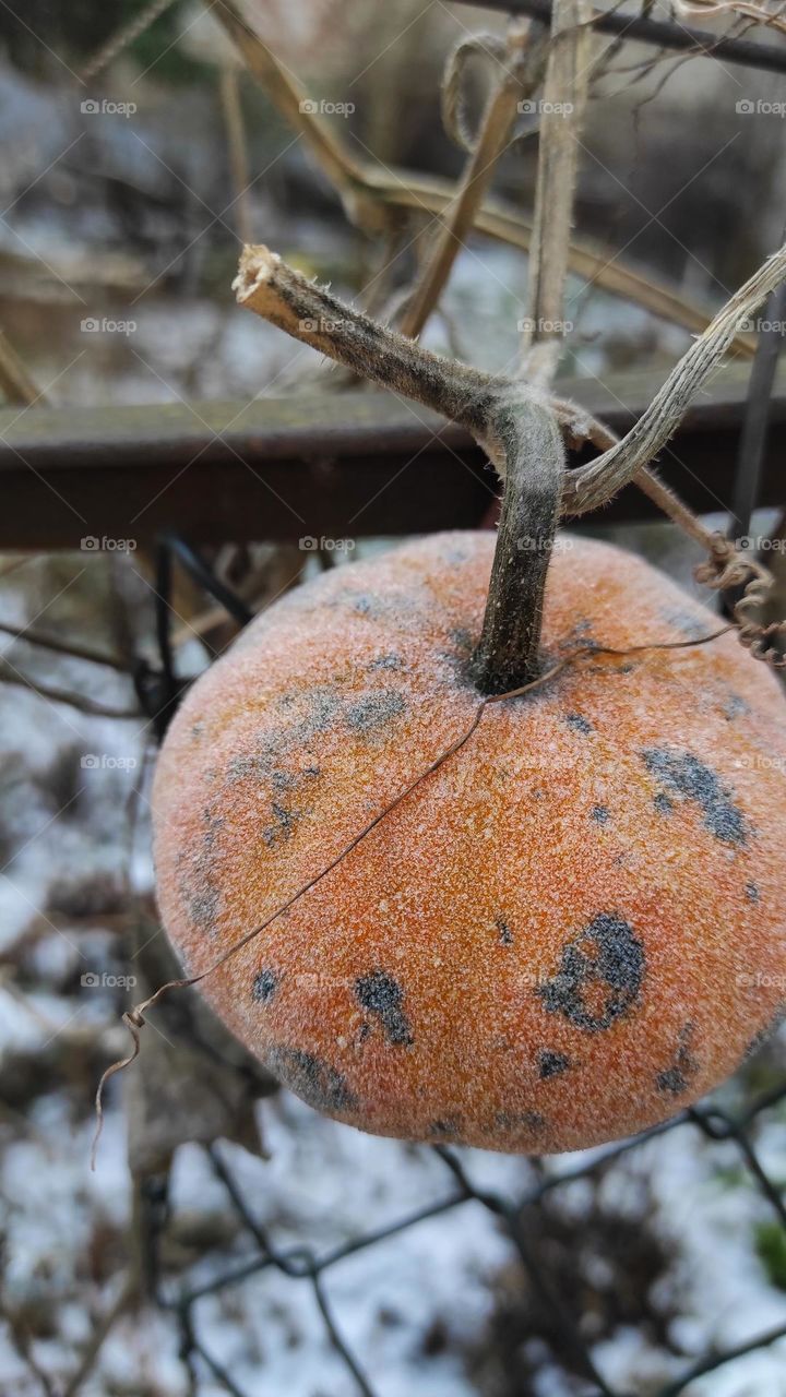 frosted pumpkin