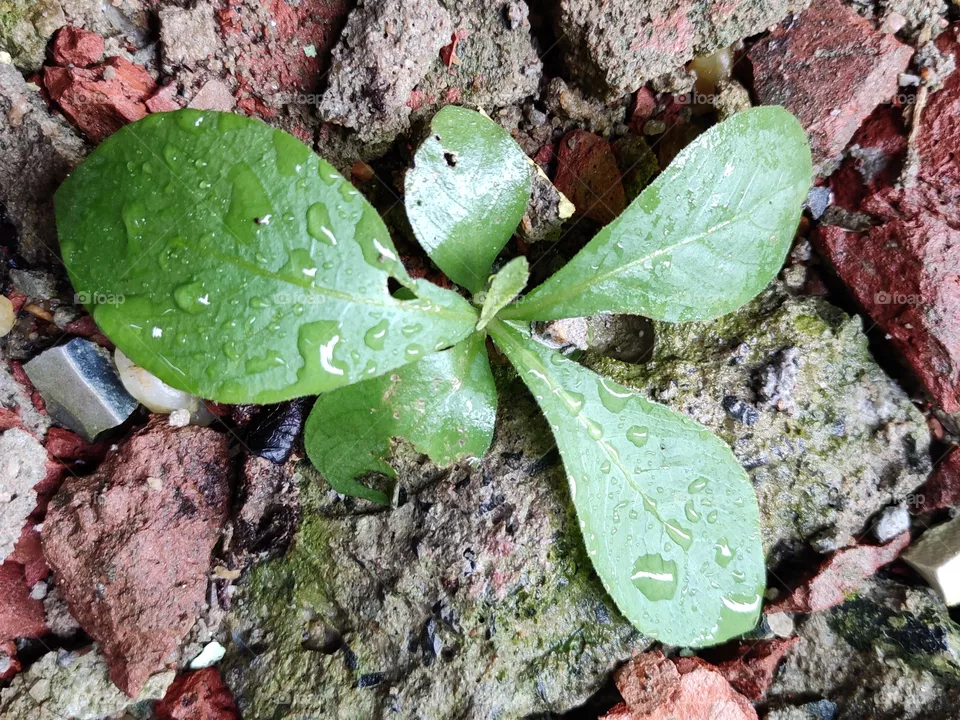 green revolution