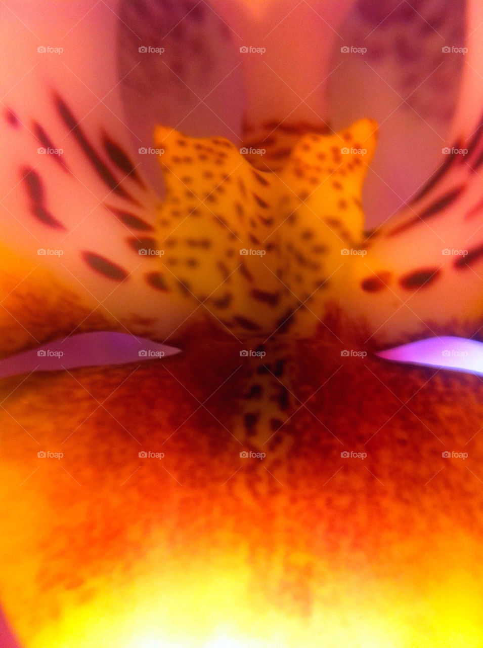 sweden orchide beddingestrand by goransv