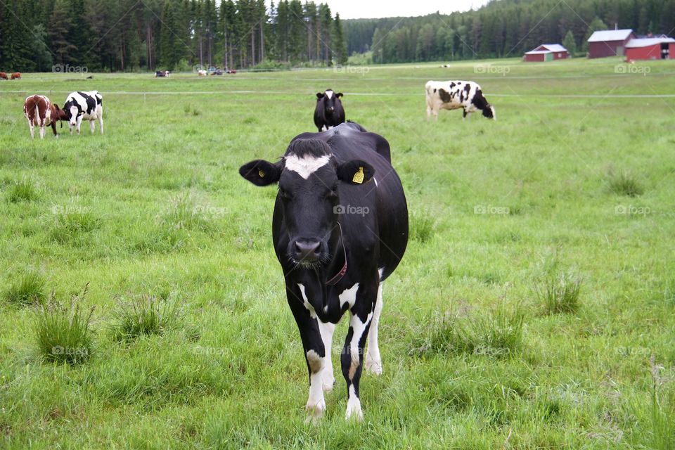 Cows on pasture