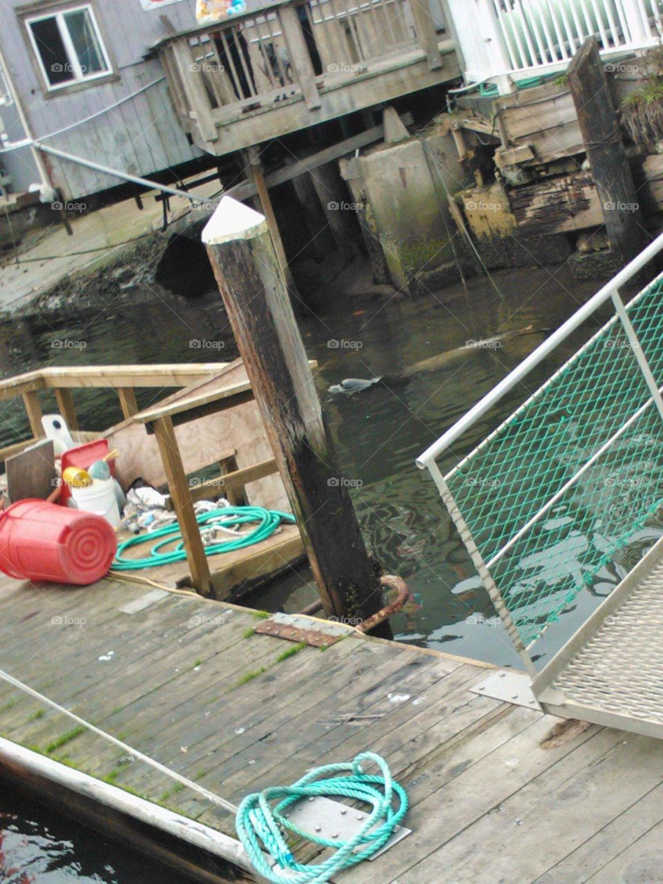 The sea lions hang out near the piers to get any food droppings, and they look like puppies (Fort Bragg, CA)