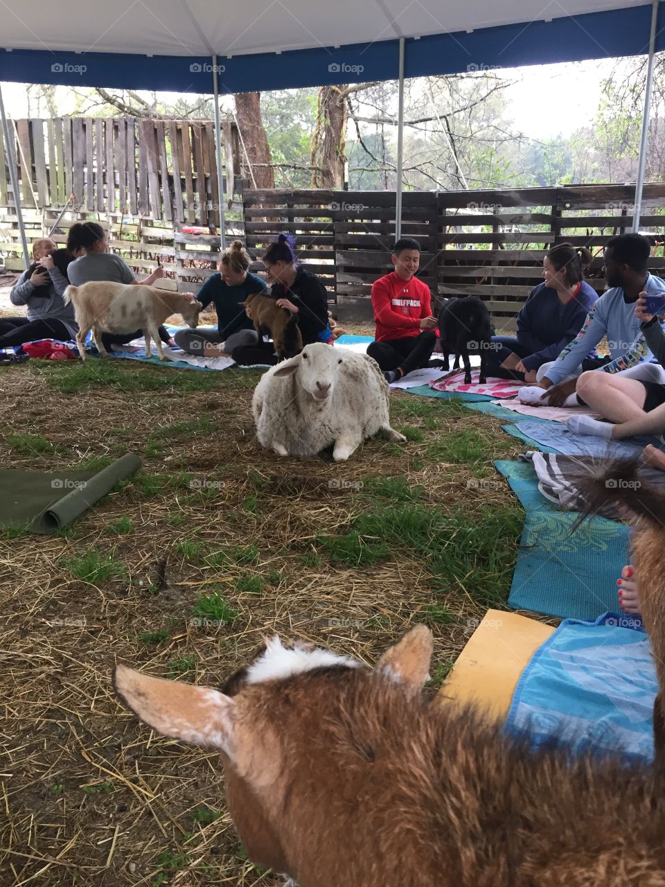 Goat yoga on the farm