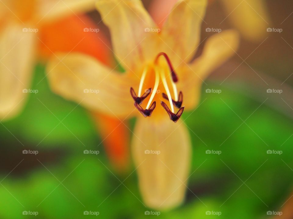 Flower pollen macro shot