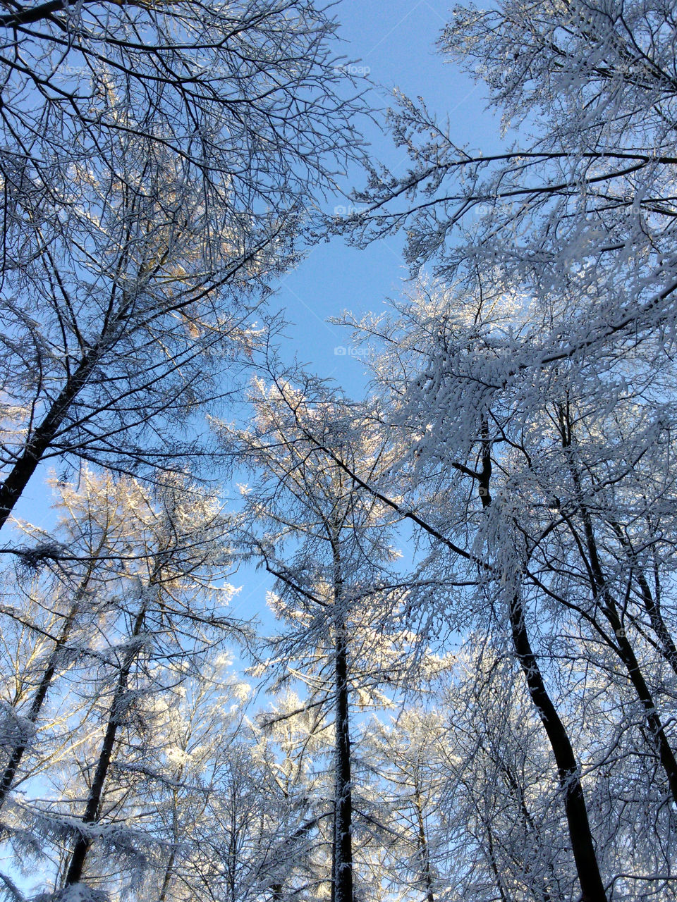 Winter in the Sonian Forest