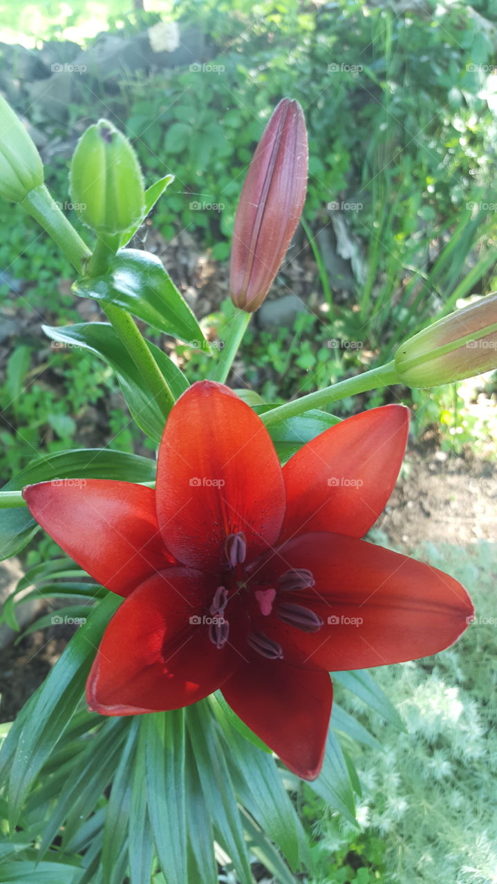 Flower, Nature, Flora, No Person, Leaf