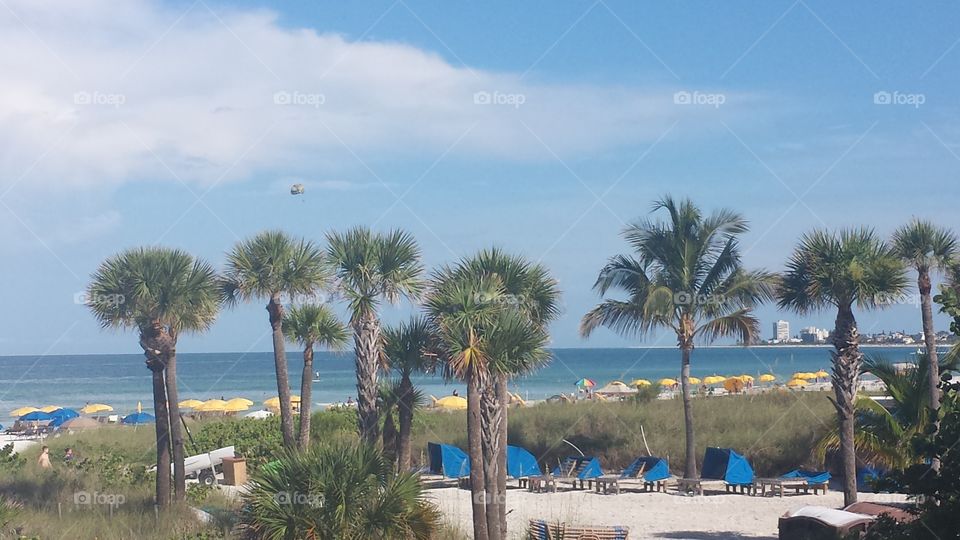 siesta sand. palm trees and sand in florida