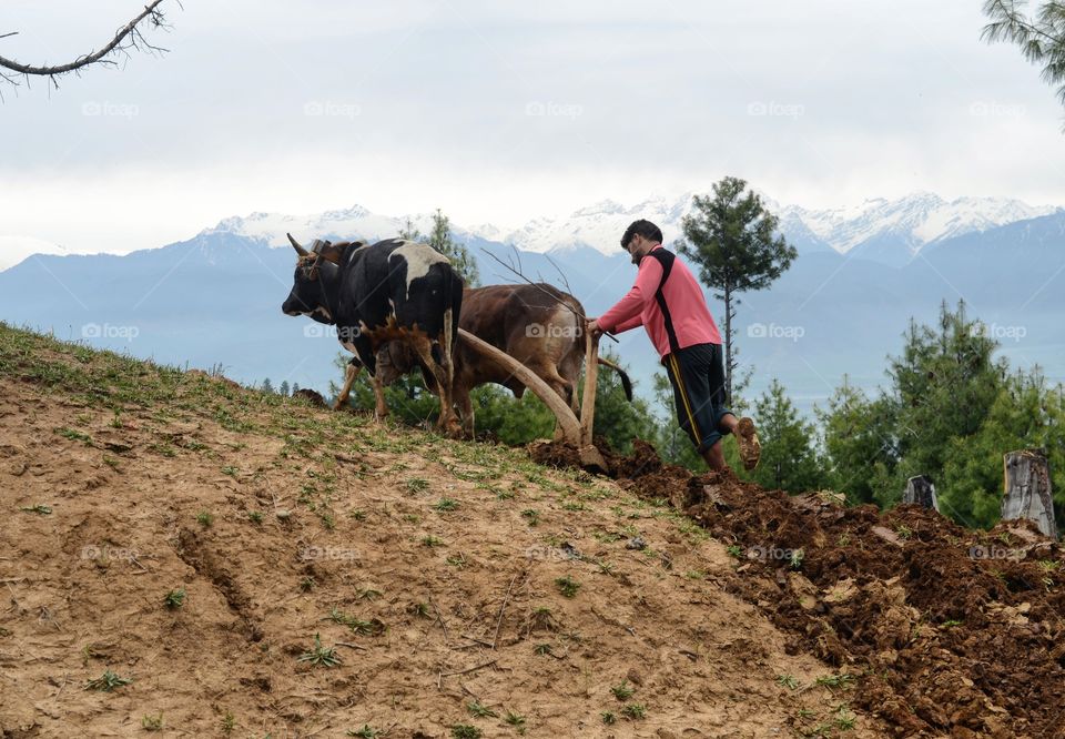 ploughing field's