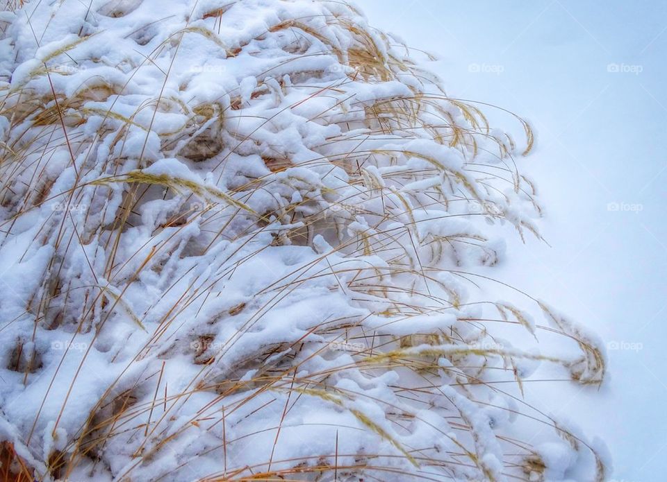 Grassland of Snow