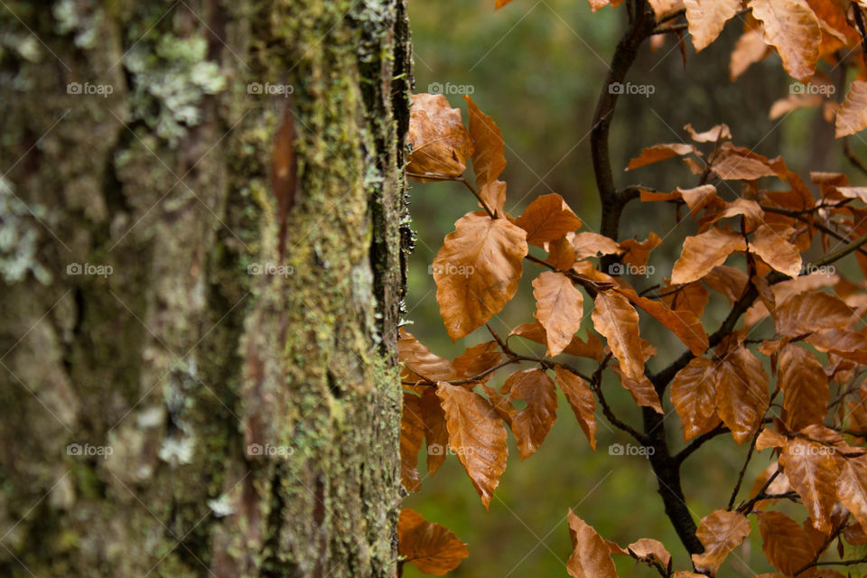 Two types of trees. 