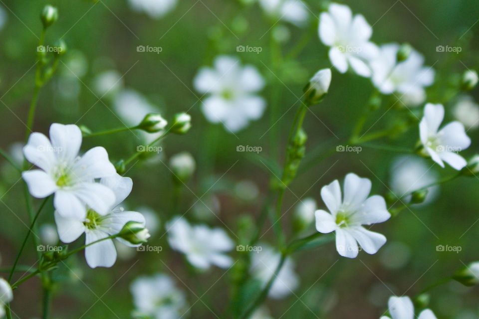 Isolated view of Baby’s Breath against a blurred green background in springtime 
