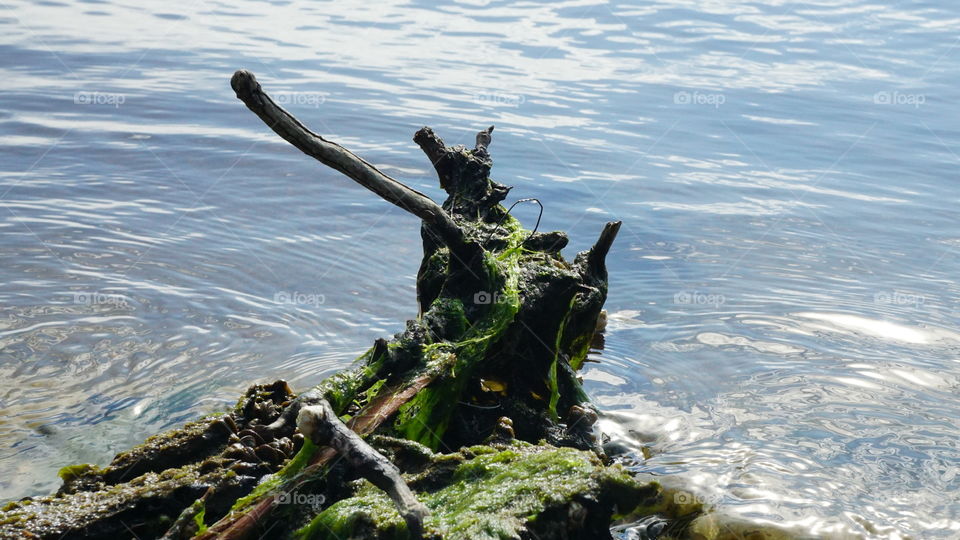 stump in water covered in sea weed