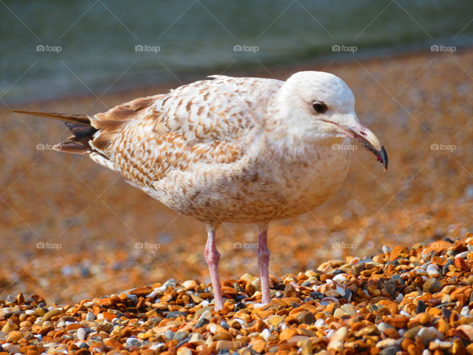 Seagull’s walk 🐦