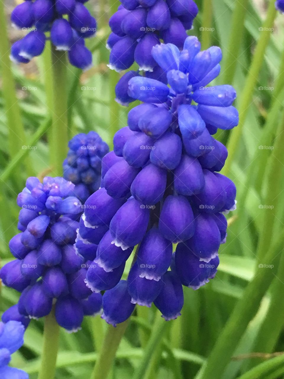 Blue flower