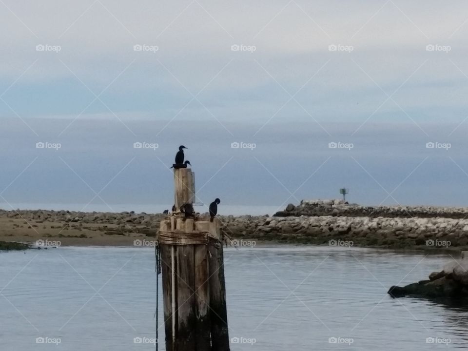 Black birds, Cormorants?. Coastal birds, great at diving.