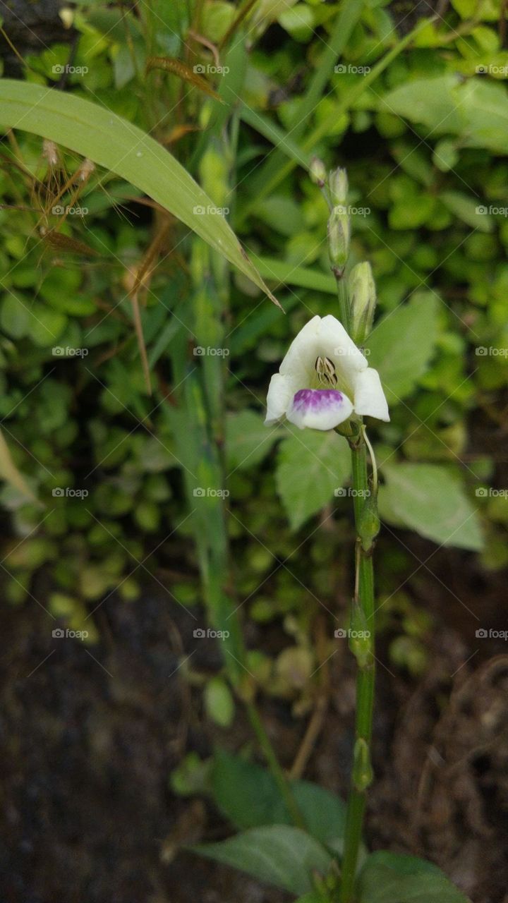 Wild flower