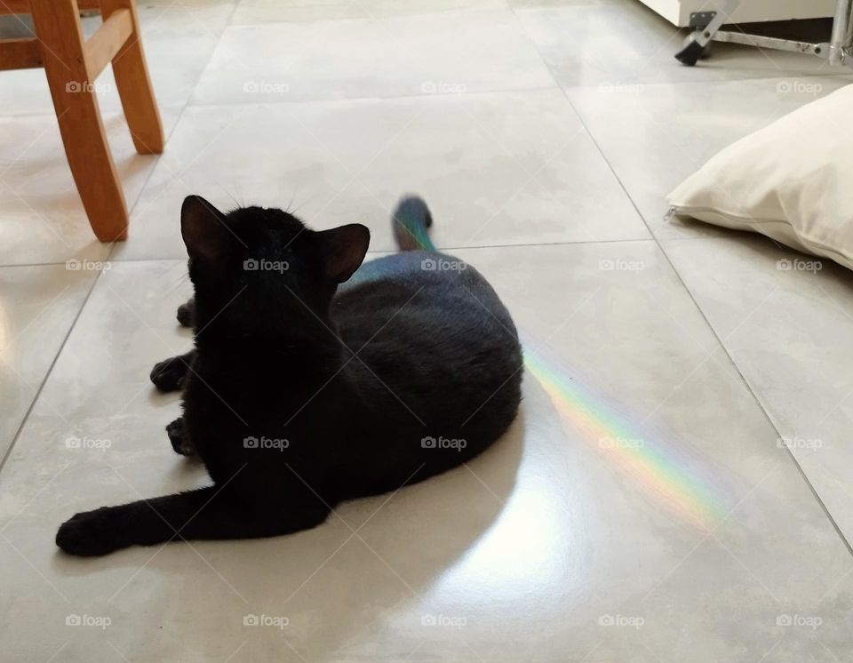 A little black kitten lying on the living room floor to admire the colorful reflection of sunlight coming in through the window