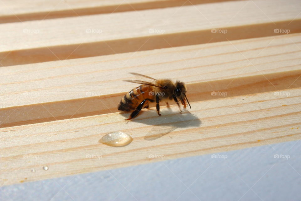 Honey Bee On Her Hive