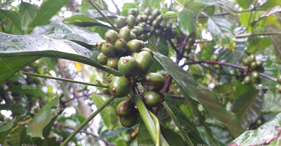 beautiful natural view of coffee seeds