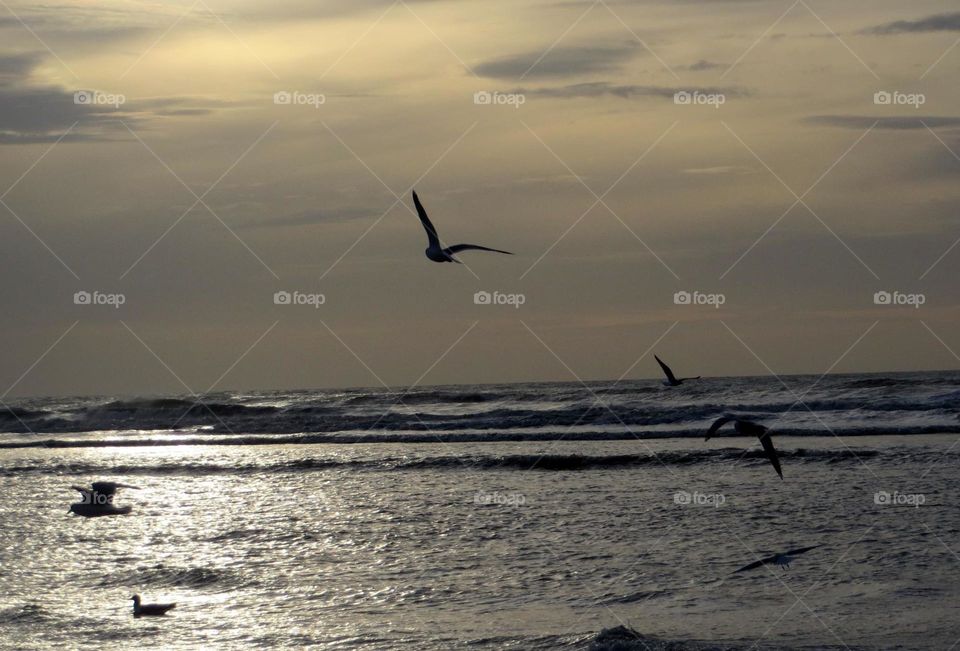 seagulls in sunset