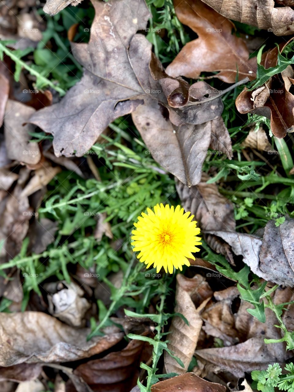 Tiny spring sunshine
