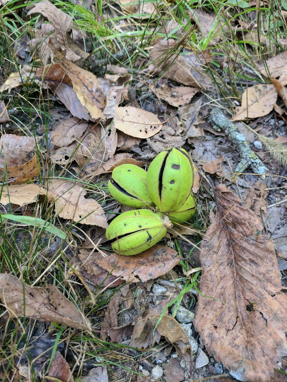 pecans