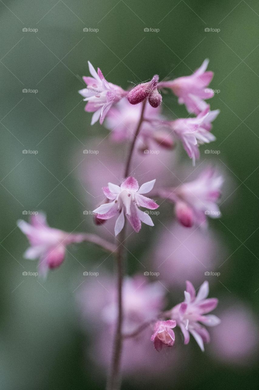 Natural background with pink flowers 