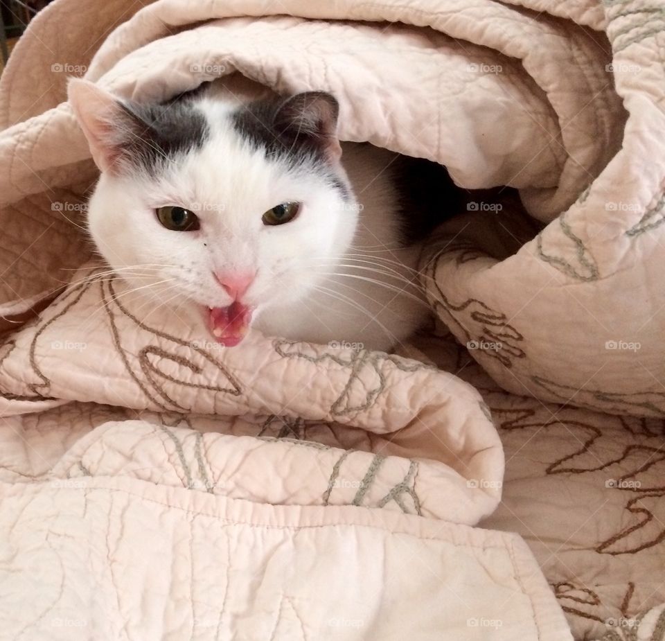 Cat in a blanket