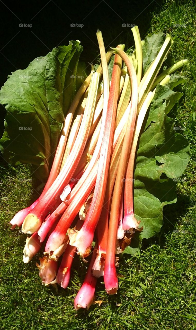 Rhubarb harvest in my garden