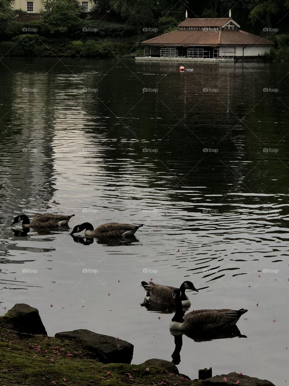 One of my favourite photos everything is just perfect to the ducks in the right places honestly what a photo am I right? I hope other people like it too :)