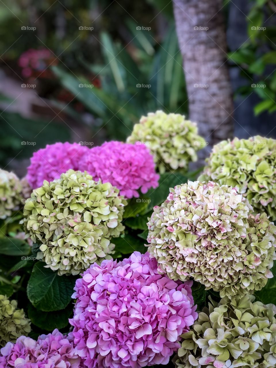 Beautiful Mother Nature Foap Mission! Remarkable And Colorful Blooming Hydrangeas !