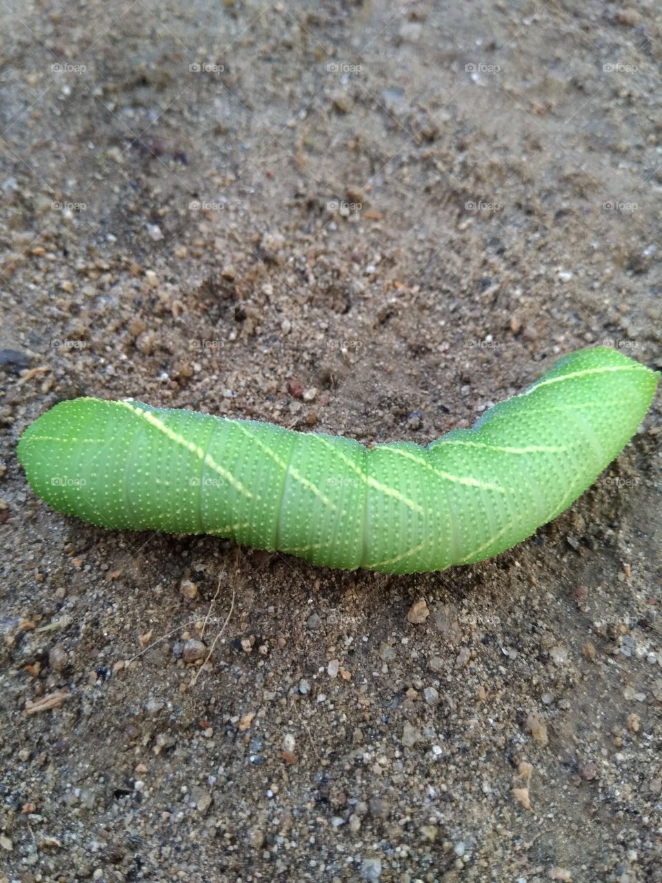 greenworm