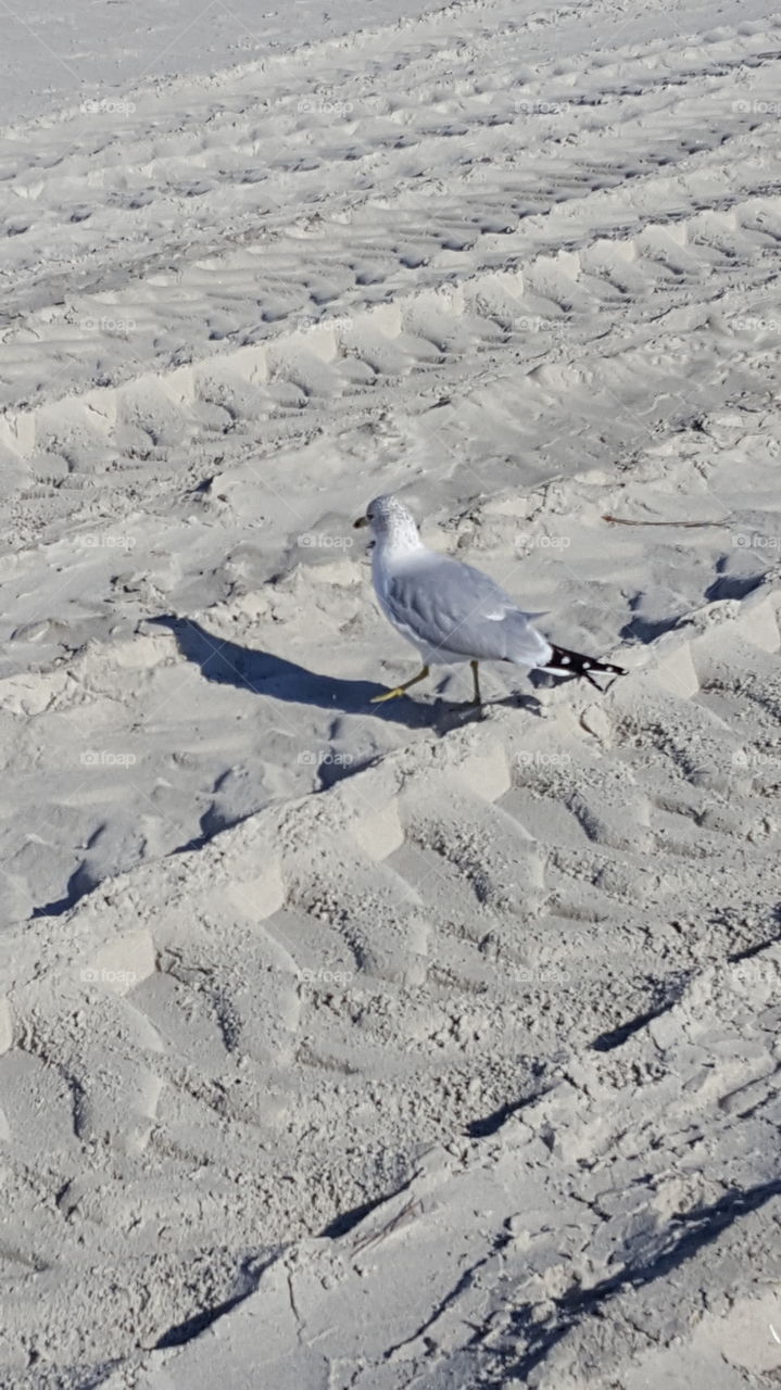 Garden City Beach, South Carolina seagull
