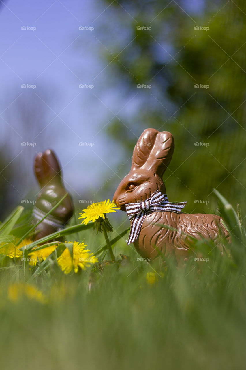 A portrait of two chocolate bunnies with bowties in the grass and between some dandelions in a garden. they have been placed there for the children to find them in the easter egg hunt