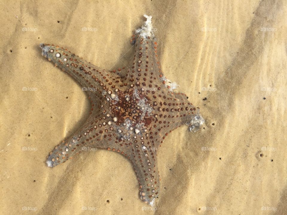 Starfish