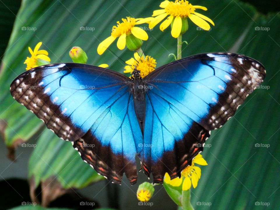 blue morpho