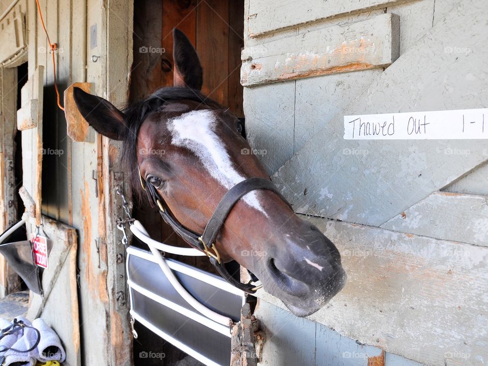 Thawed Out. An inquisitive un-raced 2yr old colt in his stall at Saratoga.Happy to have company, this thoroughbred is ready to run.