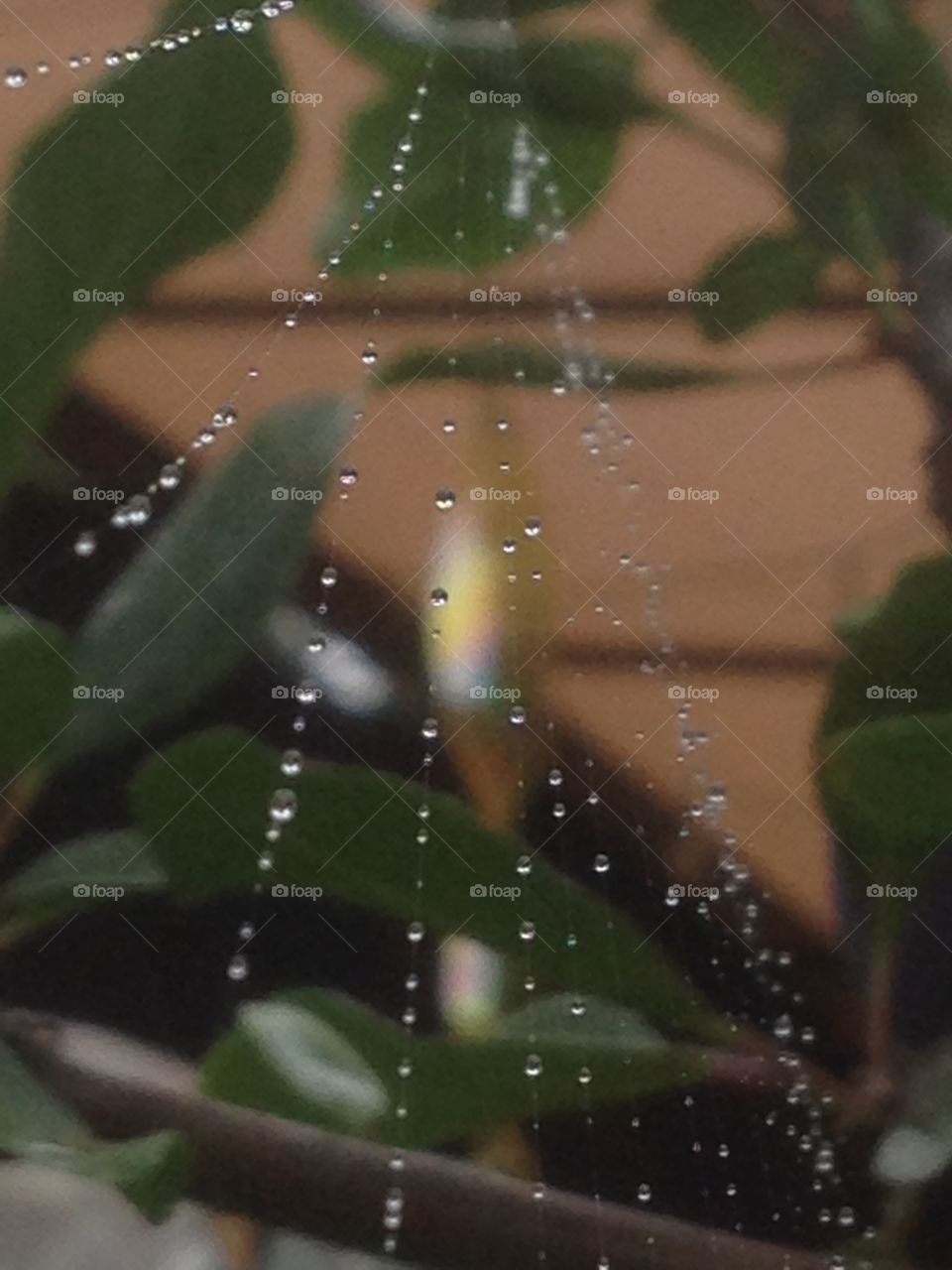 Spiders web