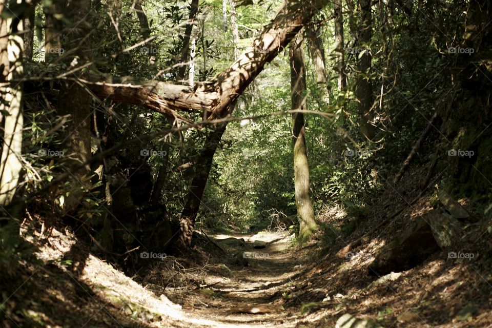 Hiking trail shot on iPhone 