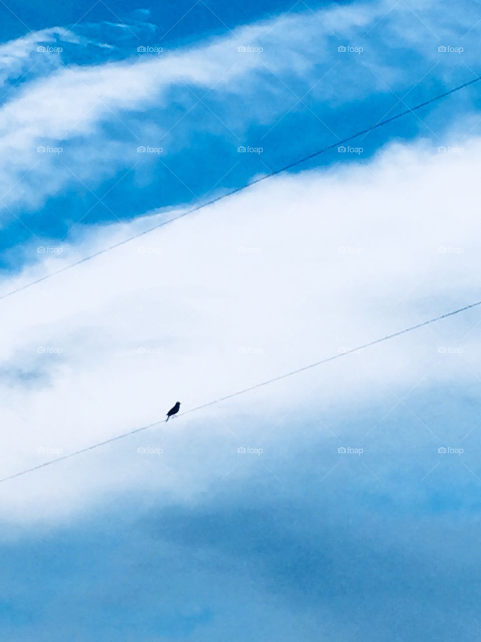 Silhouette of a bird on a wire, wires running parallel to streaks of white clouds against a bright blue sky