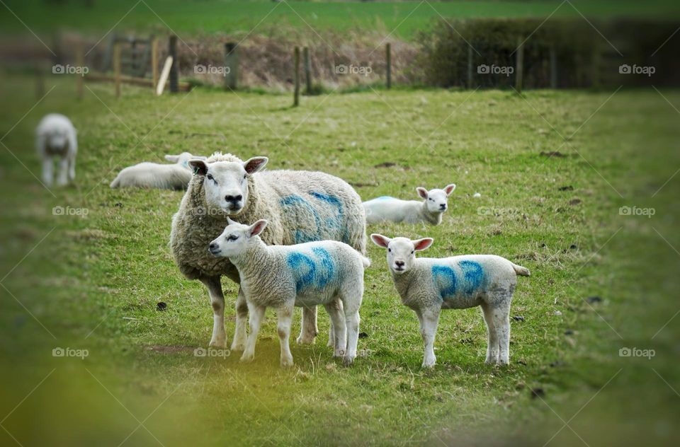 Little Spring Lambs painted with numbers on their sides to reunite more easily with their mother 