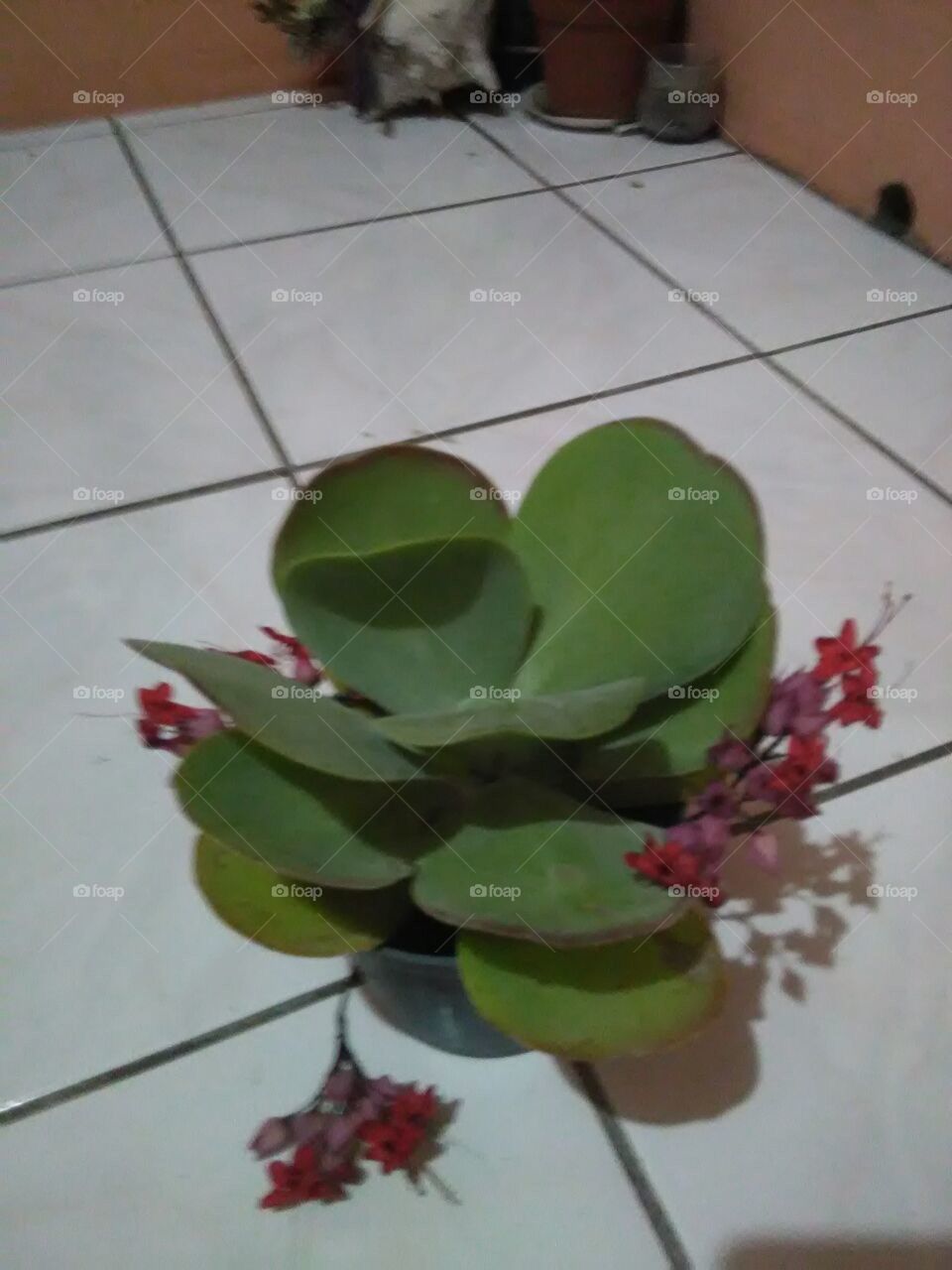 Flower, No Person, Leaf, Flora, Color