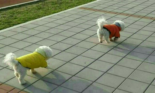 animal dogs
