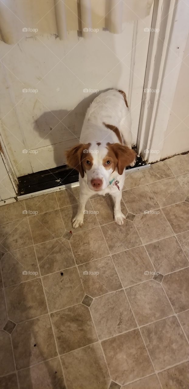 Spring walk with your dog!